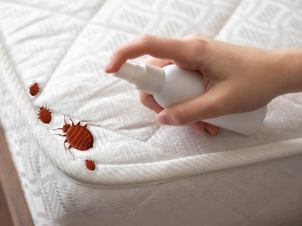 Pest Control for Restaurants in Hayfork, CA