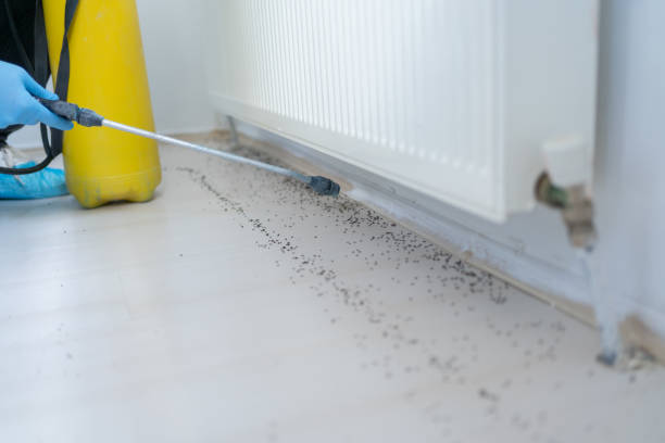 Best Exterminator Services  in Hayfork, CA