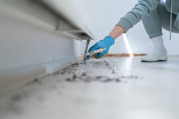 Best Best Pest Control Companies  in Hayfork, CA